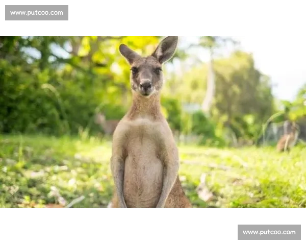 当袋鼠直面职业拳击手力量速度本能的终极对决解析与生存策略思考